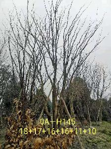 四川省-攀枝花市苗木基地直銷82-88公生長旺盛-姿態優美的精品叢生黃連木