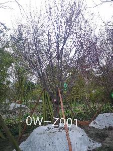 四川省-成都市苗木基地直銷的D20公分樹形優美-樹姿端莊的精品紫葉李
