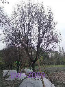 四川省-成都市苗木基地直銷的D20公分樹形優美-樹姿端莊的精品紫葉李