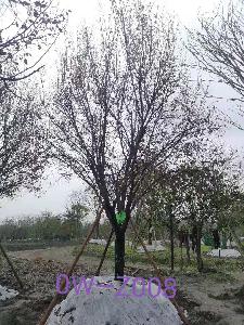 成都市-溫江區苗木基地直銷的D21公分樹形優美-樹冠圓滿寬廣的精品紫葉李