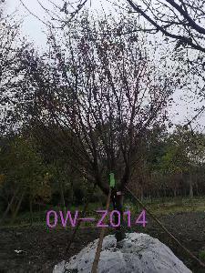 成都市-溫江區苗木基地直銷的D21公分樹形優美-樹冠圓滿寬廣的精品紫葉李