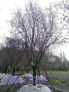 成都市-郫都區苗木基地直銷D22公分樹姿端莊-樹姿優美-姿態優美的精品紫葉李