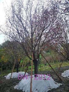 四川省-綿陽市苗木基地直銷D24公分枝葉繁密-生長旺盛-品質上乘的精品紫葉李