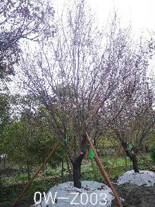 四川省-崇州市苗木基地直銷D25公分樹枝繁茂-樹枝繁密的精品紫葉李