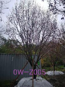 四川省-攀枝花市苗木基地直銷D26公分生長旺盛-姿態優美-品質上乘的精品紫葉李