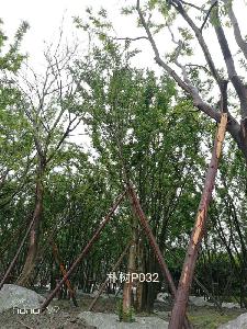 19公分樸樹-高度7米-冠幅4m-價格2200元